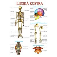Lidská kostra / pohybová soustava - TABULKA A4
