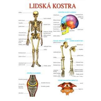 Lidská kostra / pohybová soustava - TABULKA A4