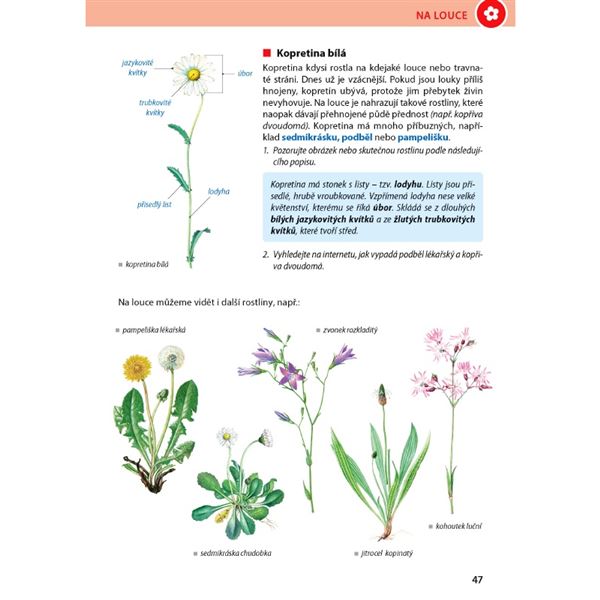 Přírodověda 4/1 - Rozmanitost přírody