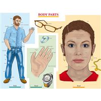 Angličtina - Body Parts - nástěnný obraz 110x91