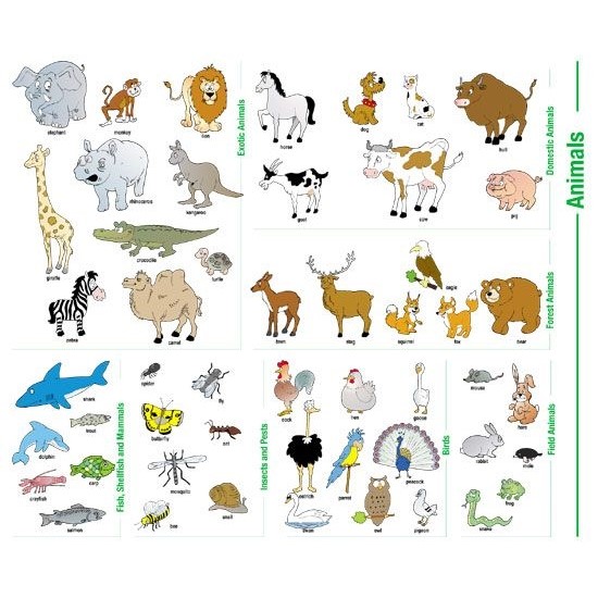 Angličtina - Animals - nást.obraz, 110x91cm, 2 lišty