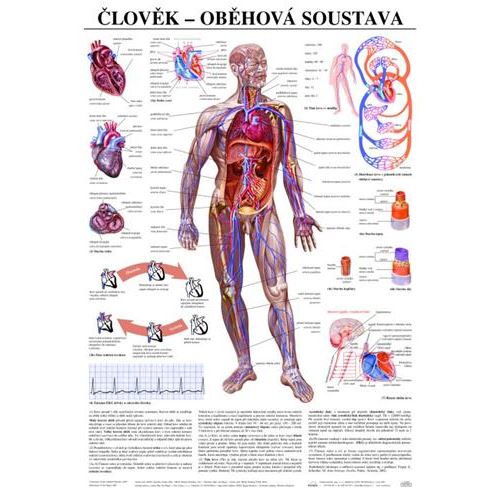 Člověk - oběhová soustava - plakát