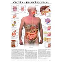 Člověk - trávicí soustava - plakát