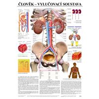 Člověk - vylučovací soustava - plakát