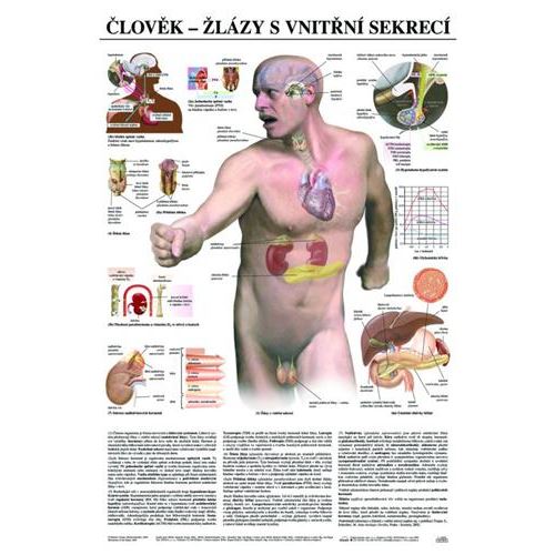 Člověk - žlázy s vnitřní sekrecí - plakát