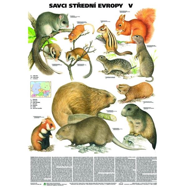 Savci střední Evropy 5 - plakát