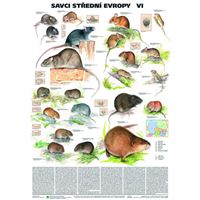 Savci střední Evropy 6 - plakát