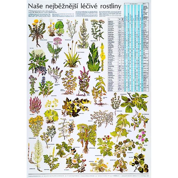 Naše nejběžnější léčivé rostliny - plakát