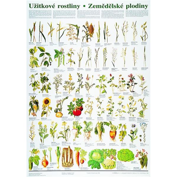 Užitkové rostl. - zeměd.plodiny - plakát