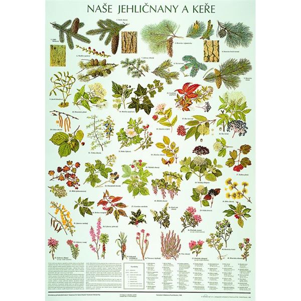 Naše jehličnany a keře - plakát