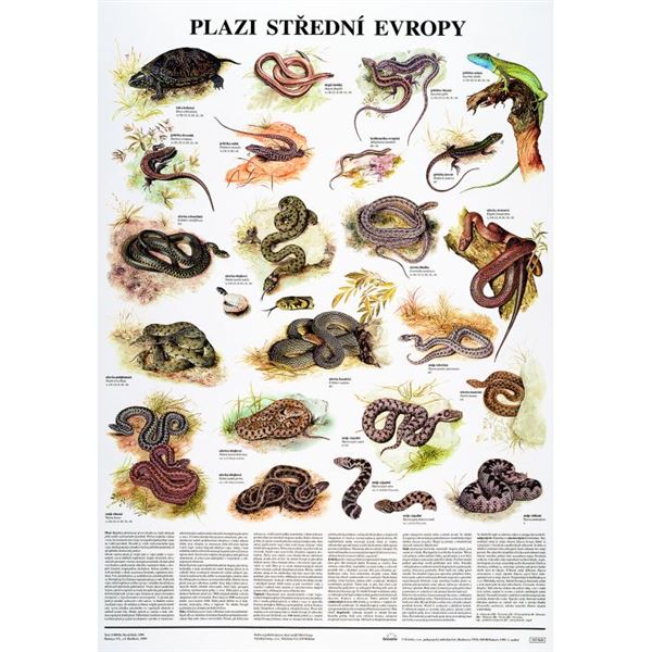 Plazi střední Evropy - plakát