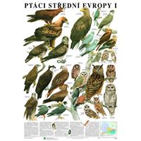 Ptáci střední Evropy I - plakát