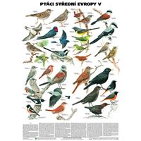 Ptáci střední Evropy V (Pěvci 1) - plakát