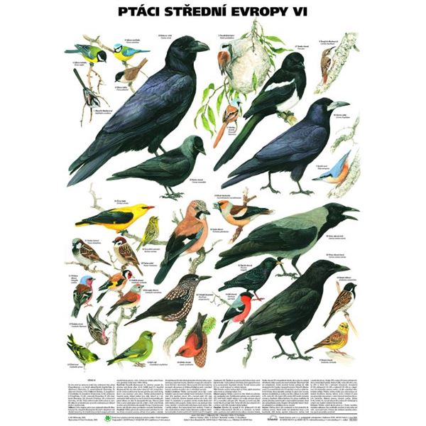 Ptáci střední Evropy VI (Pěvci 2) - plakát