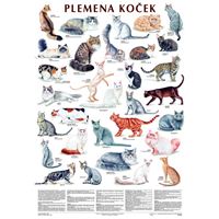 Plemena koček - plakát