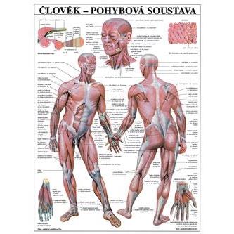 Člověk - pohybová soustava - plakát