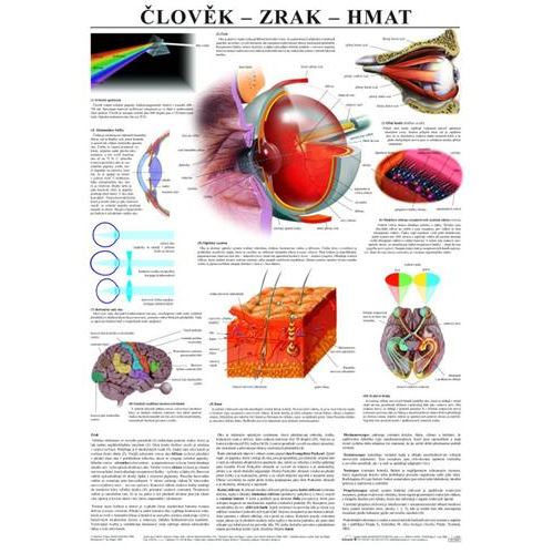 Člověk - zrak,hmat - plakát