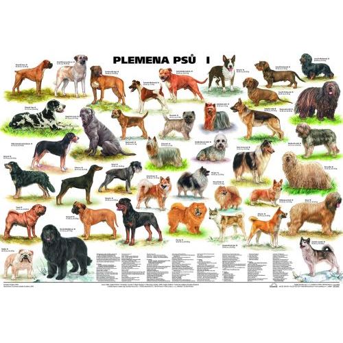 Plemena psů I - plakát