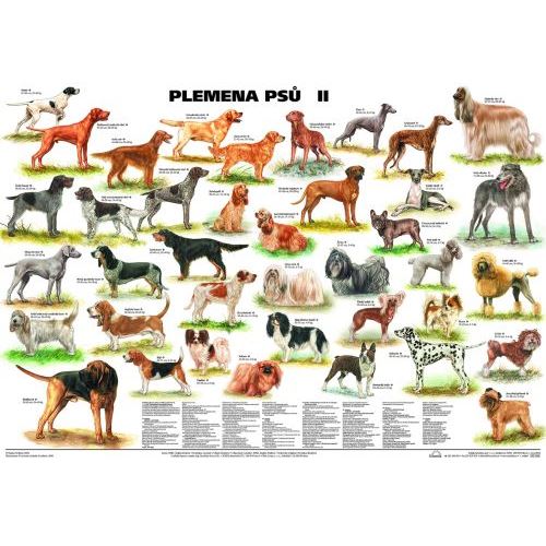 Plemena psů II - plakát