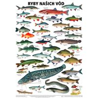 Ryby našich vod - plakát
