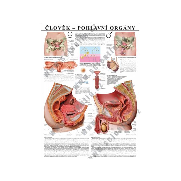 Člověk - pohlavní orgány- plakát