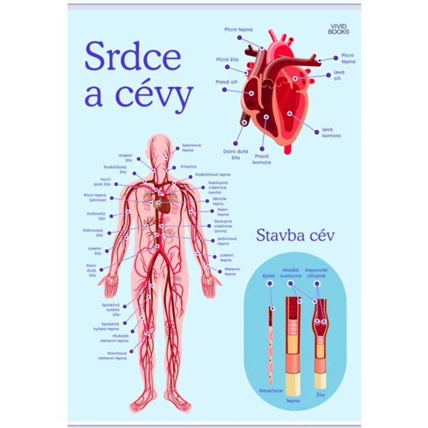 Srdce a cévy - nástěnný plakát A1