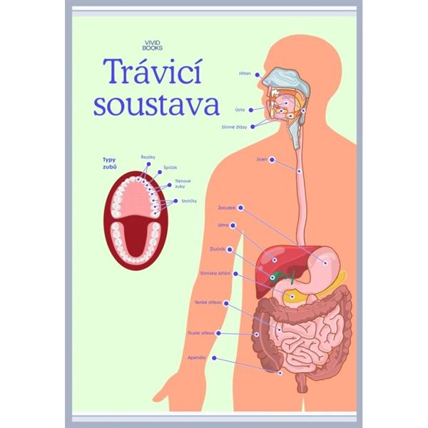 Trávicí soustava - nástěnný plakát A1