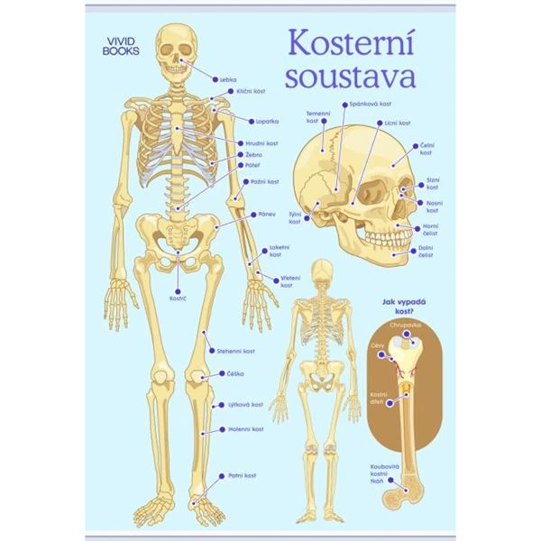 Kosterní soustava - nástěnný plakát A1