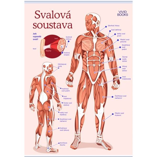 Svalová soustava - nástěnný plakát Extra velký